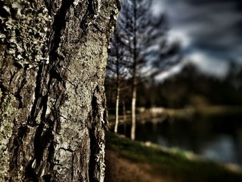 Close-up of bare tree against sky