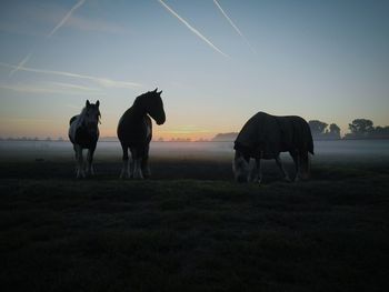 Horse standing on field