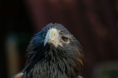 Close-up of eagle