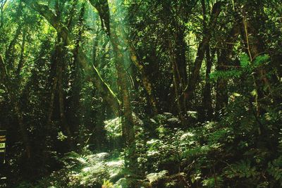 Trees in forest