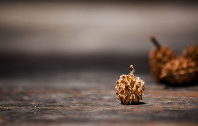 Close-up of insect on table