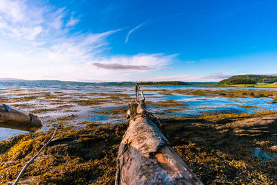 Scenic view of driftwood against sky