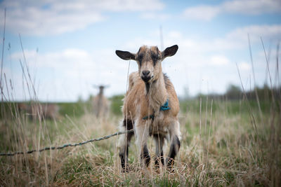 Close-up of kid goat tied to rope on grassy field