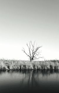 Bare tree by lake against clear sky