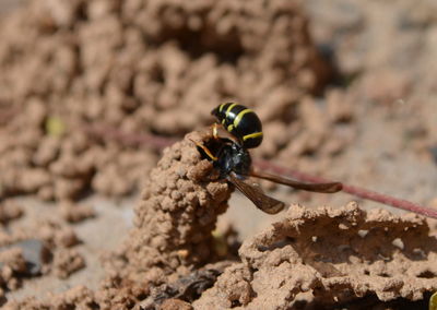 Close-up of insect on rock