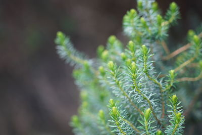 Close-up of pine tree