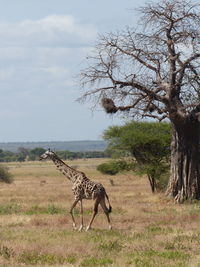 View of giraffe on field against sky