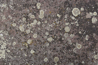 Full frame shot of wall with lichen