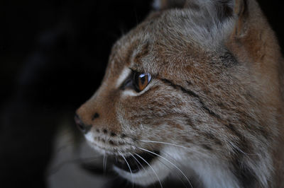 Close-up of cat looking away