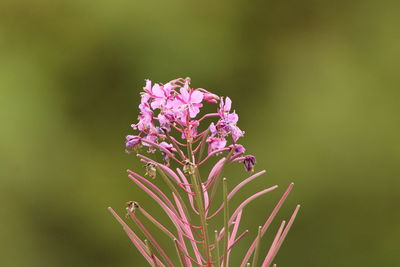 Close-up of  pink flower
