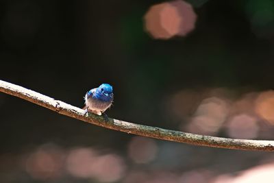 Close-up of bird perching on branch