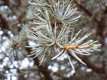 Close-up of pine tree