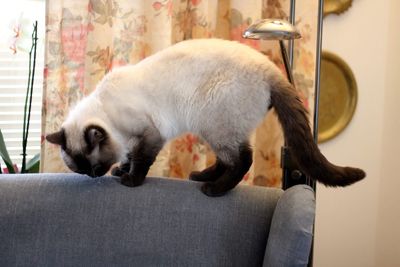 Cat relaxing on sofa at home