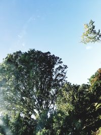 Low angle view of trees against clear sky