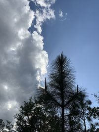 Low angle view of silhouette trees against sky