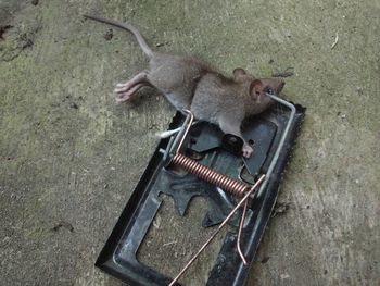 High angle view of squirrel