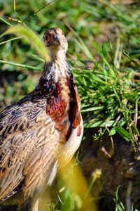 Close-up of a bird on field