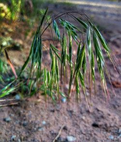 Close-up of plants growing on field