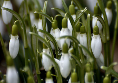 Close-up of white flowering plants