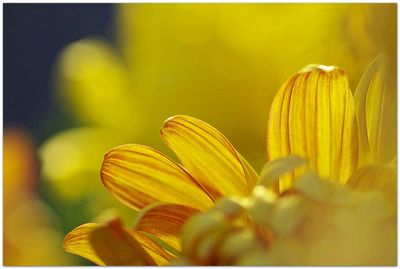 Close-up of yellow flower against blurred background