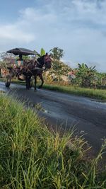 View of an animal on grass against sky