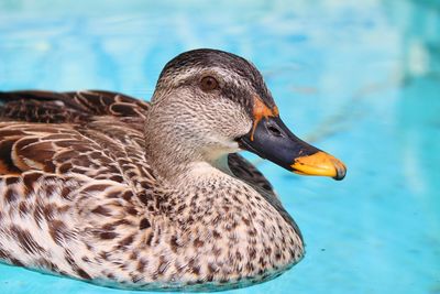 Close-up of duck swimming on lake
