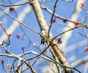 Low angle view of bird perching on branch