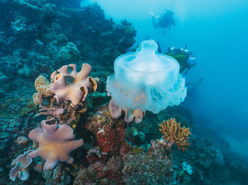 Close-up of jellyfish swimming in sea