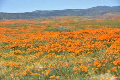 Scenic view of flowering field against orange sky