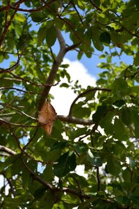 Low angle view of tree against sky