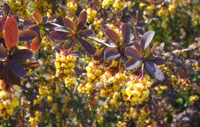 Close-up of yellow flowering plant