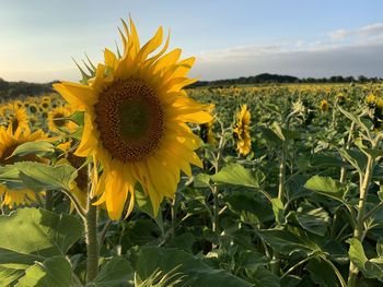 Close-up of sunflower on field against sky