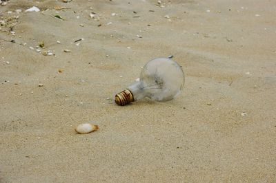 Close-up of seashell on beach