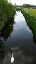 Reflection of trees in pond