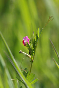 Close-up of pink flowering plant