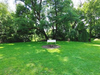 Trees in park