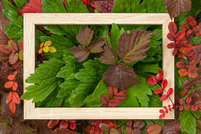 leaf