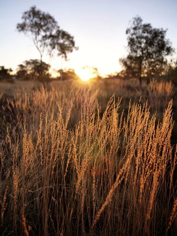 Plants against sky during sunset