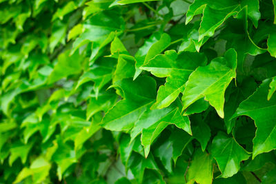 Close-up of green leaves on plant