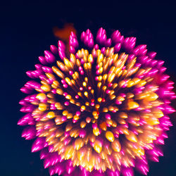 Low angle view of multi colored flower