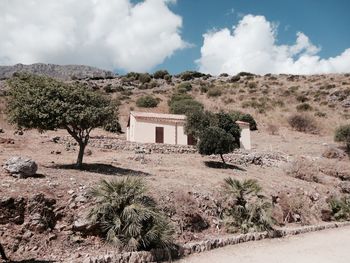 Plants growing in a desert