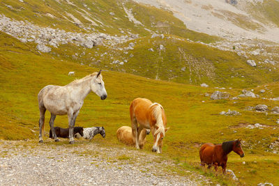 Horses view on san pellegrino mountain