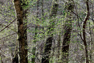 Trees in forest