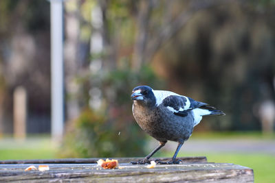 Close-up of bird perching on wood