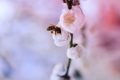 Close-up of honey bee on white flower