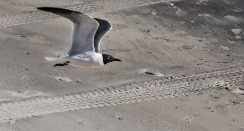 Bird flying over sand