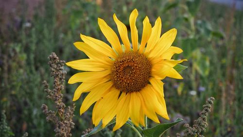 Close-up of sunflower