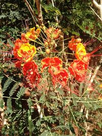 Close-up of red flowers