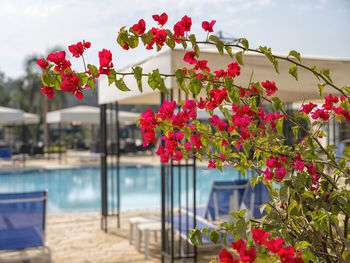 Close-up of pink flowers blooming against swimming pool