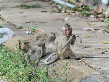 Family relaxing on land